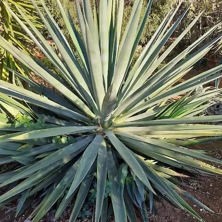 Casa Lorenzo Sleeps 10, With Private Tennis Court & Swimming Pool And 5 Beds ポルティマン