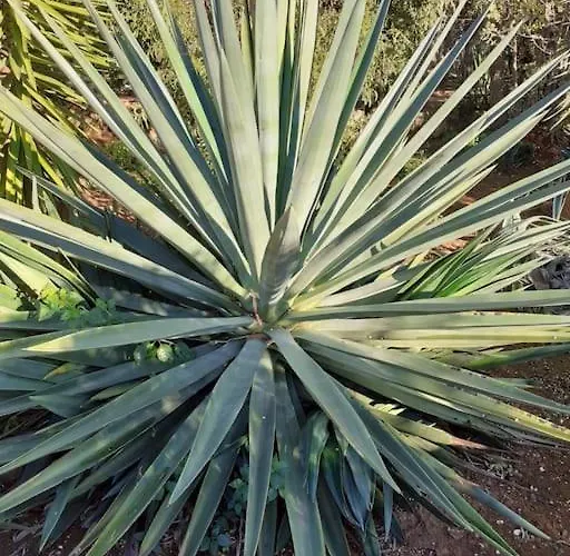 Casa Lorenzo Sleeps 10, With Private Tennis Court & Swimming Pool And 5 Beds Portimao